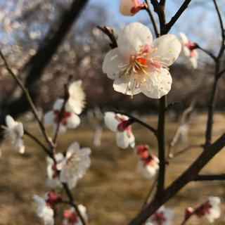 郑伯克段于鄢（译文）