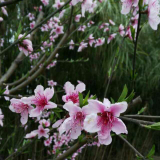 《我爱你，雪花》同步阅读