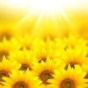 Sunflower~♪