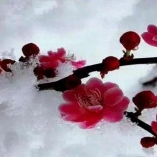 邓颖超：海棠花祭——纪念周恩来