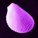 紫贝壳🎨😻
