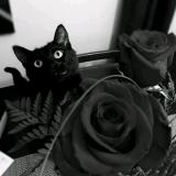 Mr。Black丶cat丿