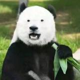 熊猫哒哒哒