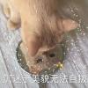 我好想你 你不知道 - 鱼-------