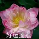 真·佛系 莲花