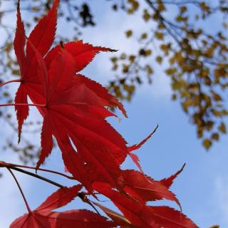 《梁家河》节选(我把心留在了这里)