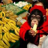 爱吃的香蕉的猴子