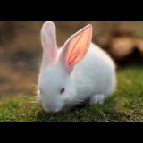 兔子一家亲