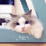 💖恋恋💖超美的猫