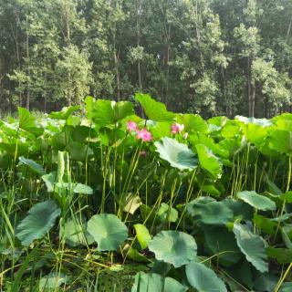 生机勃勃的生物园