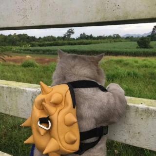 猫猫生日快乐