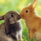 🐰兔子美女🐶