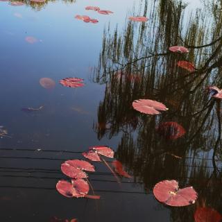 新年之约(节选)——松间明月