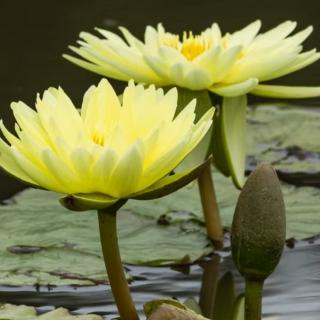 昊明讲的故事《住在桂花树下的小猴子》