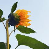 sunflower..