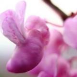 紫荆花开🌺